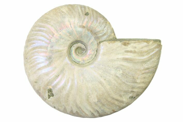 Silver Iridescent Ammonite (Cleoniceras) Fossil - Madagascar #327729